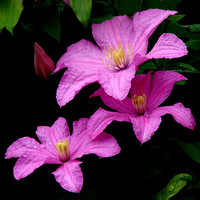 Purple Clematis - University of MM - Saint Paul, MN