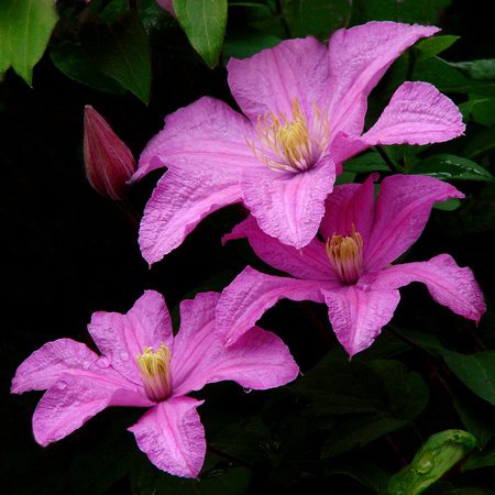 Purple Clematis - University of MM - Saint Paul, MN