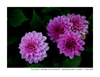 October Dahlias