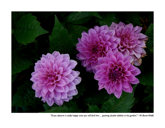October Dahlias
