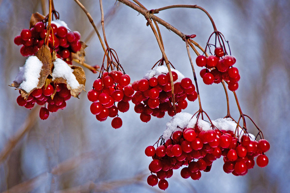 Winter Berries at the Minnesota Landscape Arboretum