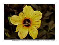 July Bee & Flower
