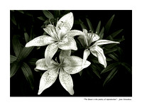April Asiatic Lily