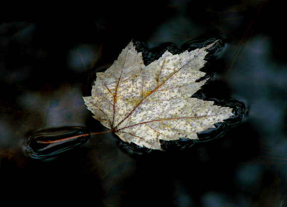 Floating Maple Leaf