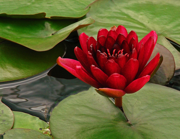 Red Water Lily at Como Park