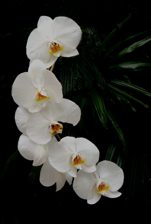 Orchid Array - Marjorie McNeely Conservatory - Saint Paul, MN