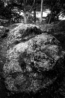 DSC0488 B&W