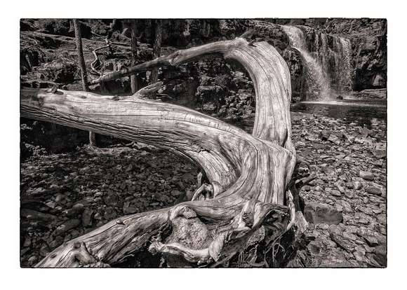 A Formidable Limb at Gooseberry Falls