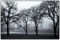 West Picnic Grounds Tree Array