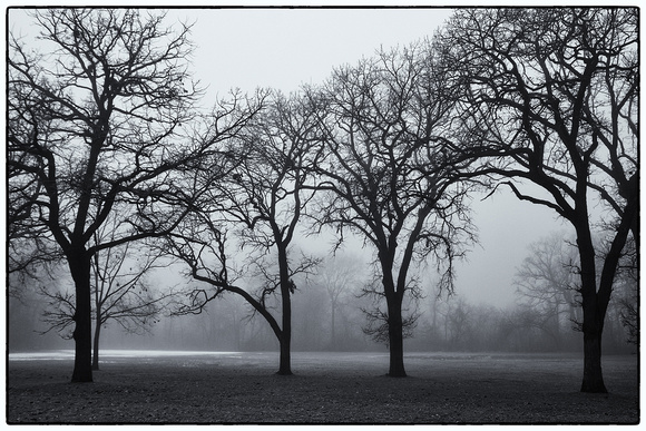 West Picnic Grounds Tree Array