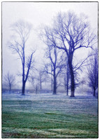 Trees in the fog at Como Park
