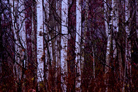 Lebanon Hills Birch Trees #2
