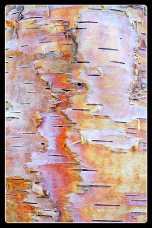 Maraising Bark #2