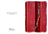 Red Metal Wall & Dying Plant