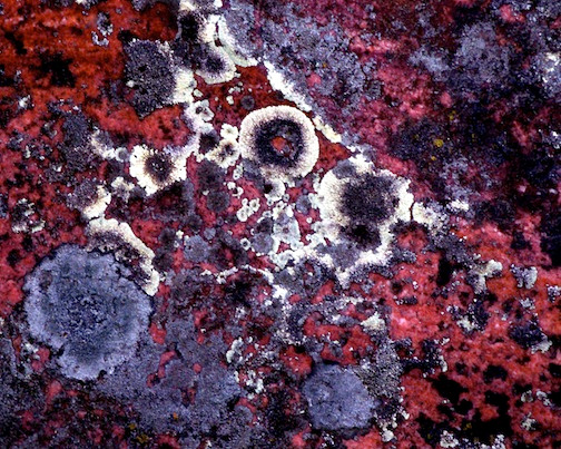 Lichen Encrusted Red Rock