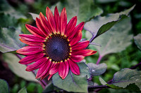 _DSC8058_edit