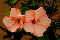 DSC02763