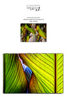 Canna Lily abstract