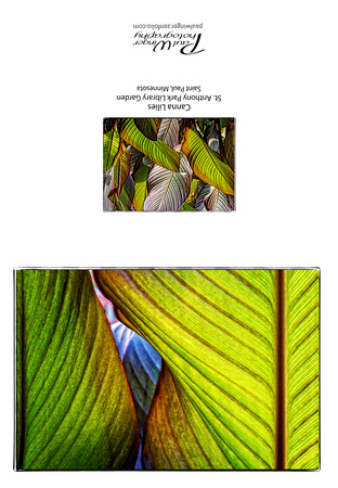 Canna Lily abstract