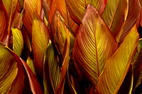 Canna 2744