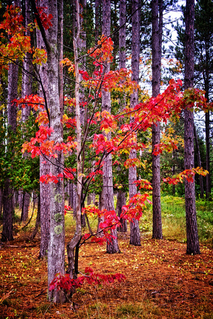 Fall scene along Highway M-26