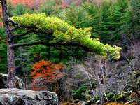 Converging Branches - Interstate State Park, MN