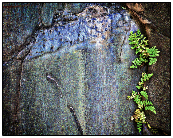A Touch of Green Against the Wall