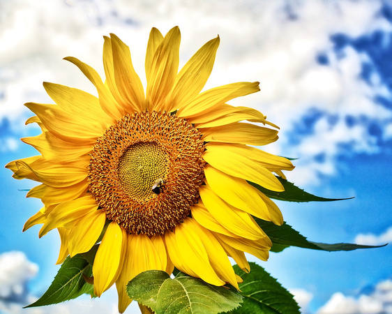 Show off Sunflower