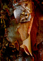 Peeling Bark #12 - Eloise Butler Wildflower Garden, MN