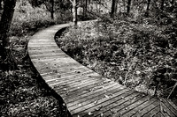 Eloise Butler Boardwalk