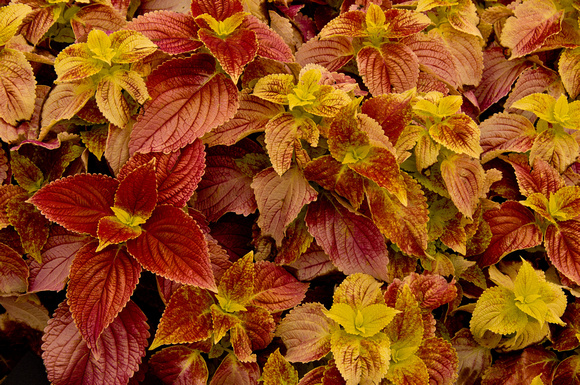 Texas Parking Lot coleus