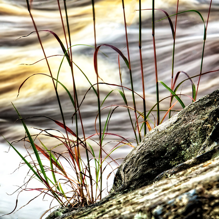 St, Louis River Riverbank Plants #3