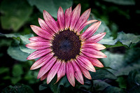 _DSC8062_edit