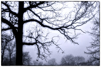 West Picnic Grounds Tree Detail #1