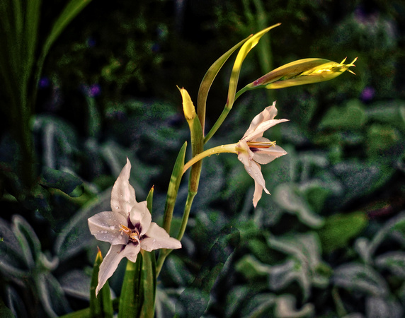 _DSC5926_edit