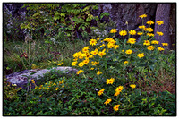 Interstate Park, MN Pastoral