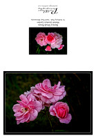 Bonica Shrub Roses