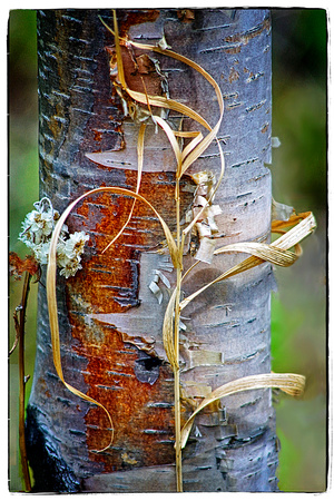 Hwy. 61 Roadside Birch
