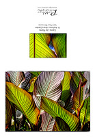 Canna Lily plants
