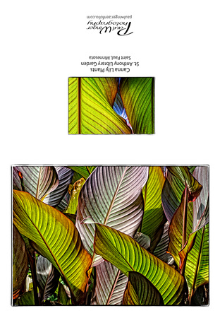 Canna Lily plants
