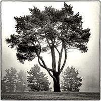 Como Park Foggy Day Tree