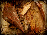 Peeling Bark #16 - Eloise Butler Wildflower Garden, MN