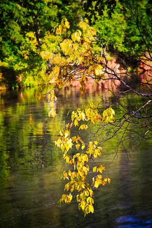Overhanging Branch on the Black River