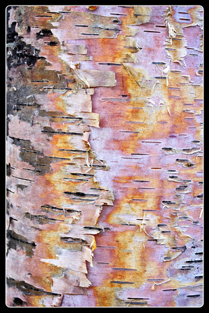 Maraising Bark #1