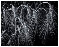 _DSC6009