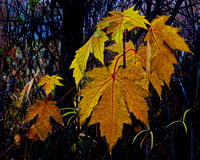 Lebanon Hills Leaf Detail #2