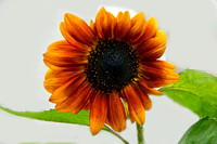 Sunflower 2808
