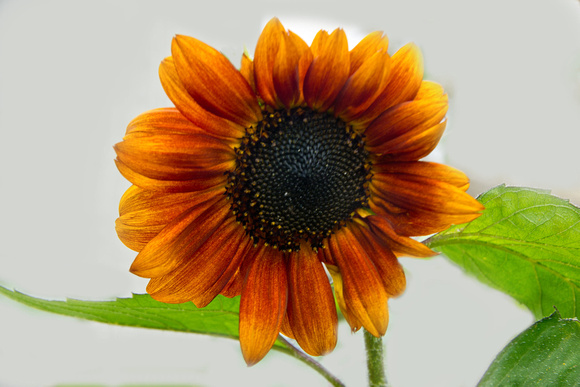 Sunflower 2808