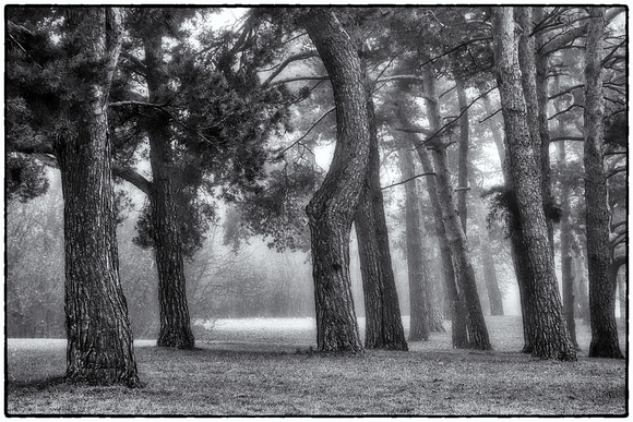 Como Park Pine Grove