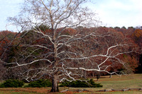 Sycamore at Bernheim Arboretum - Kentucky